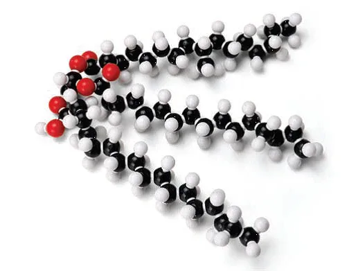 Molecular Model Set – Fat (Glyceryl Tristearate) (C H O ), PS / PE