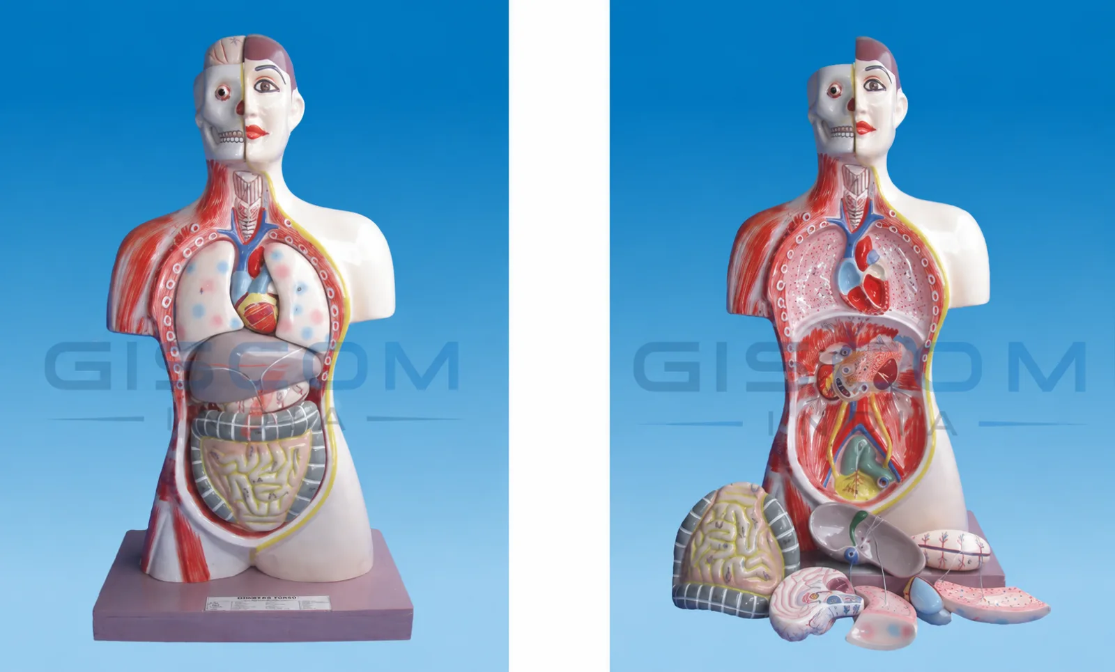 Human Torso