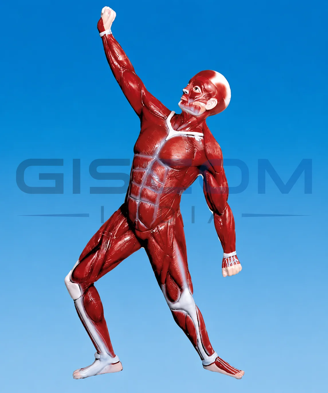 Human Muscular System Model