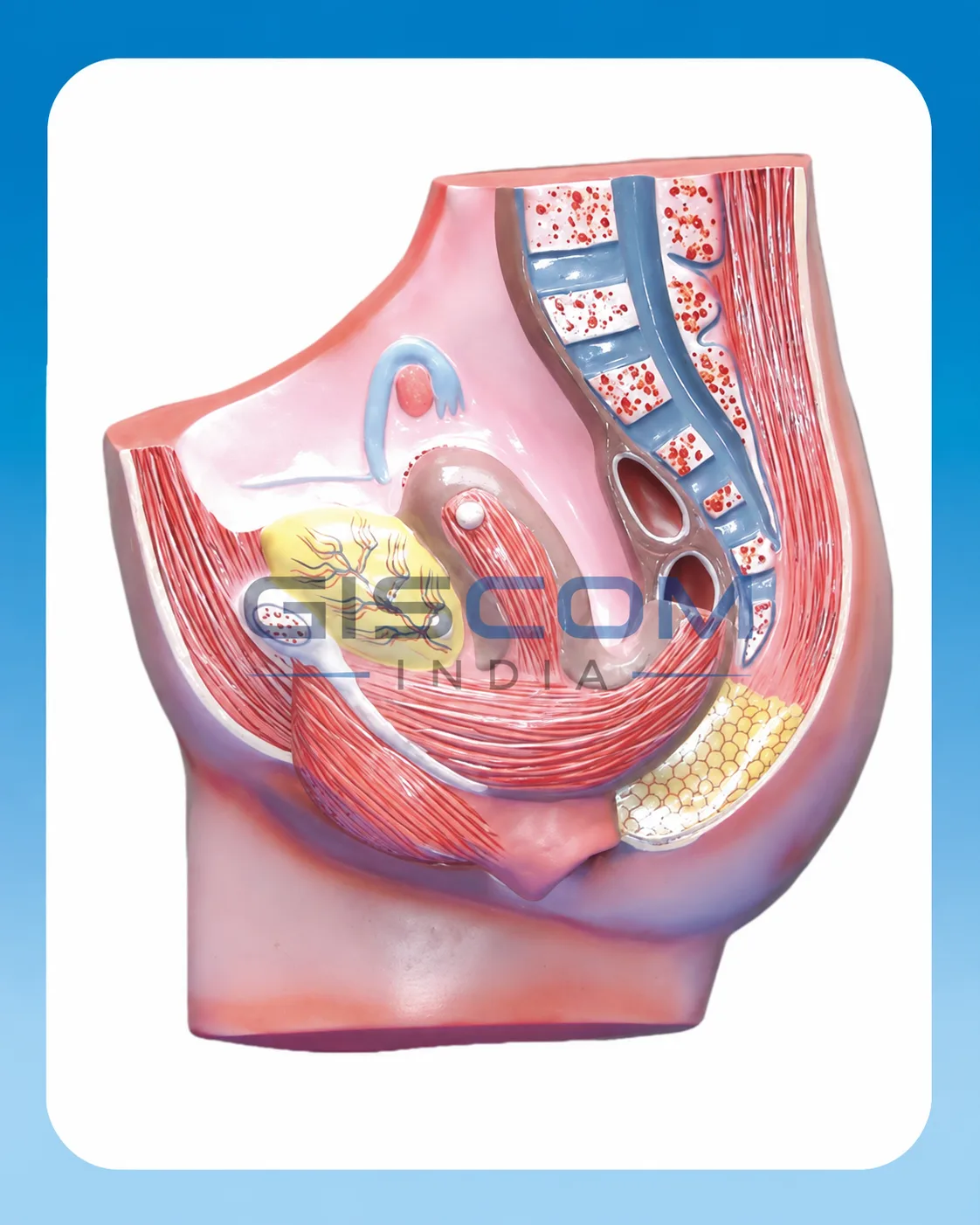 Human Female Pelvis Model