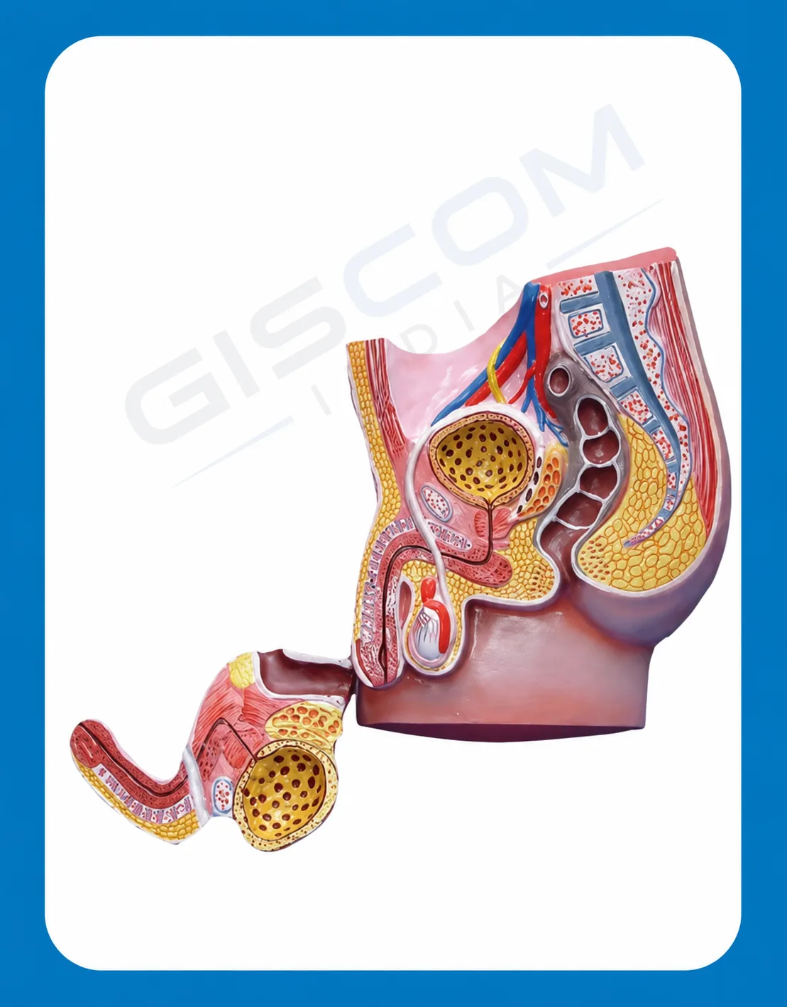 Human Male Pelvis Model