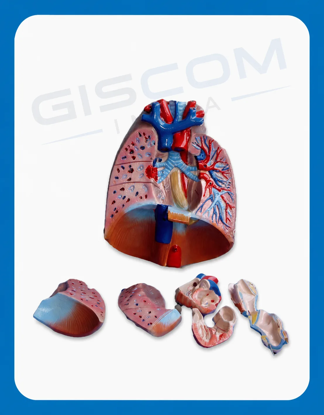 Human Heart & Lungs