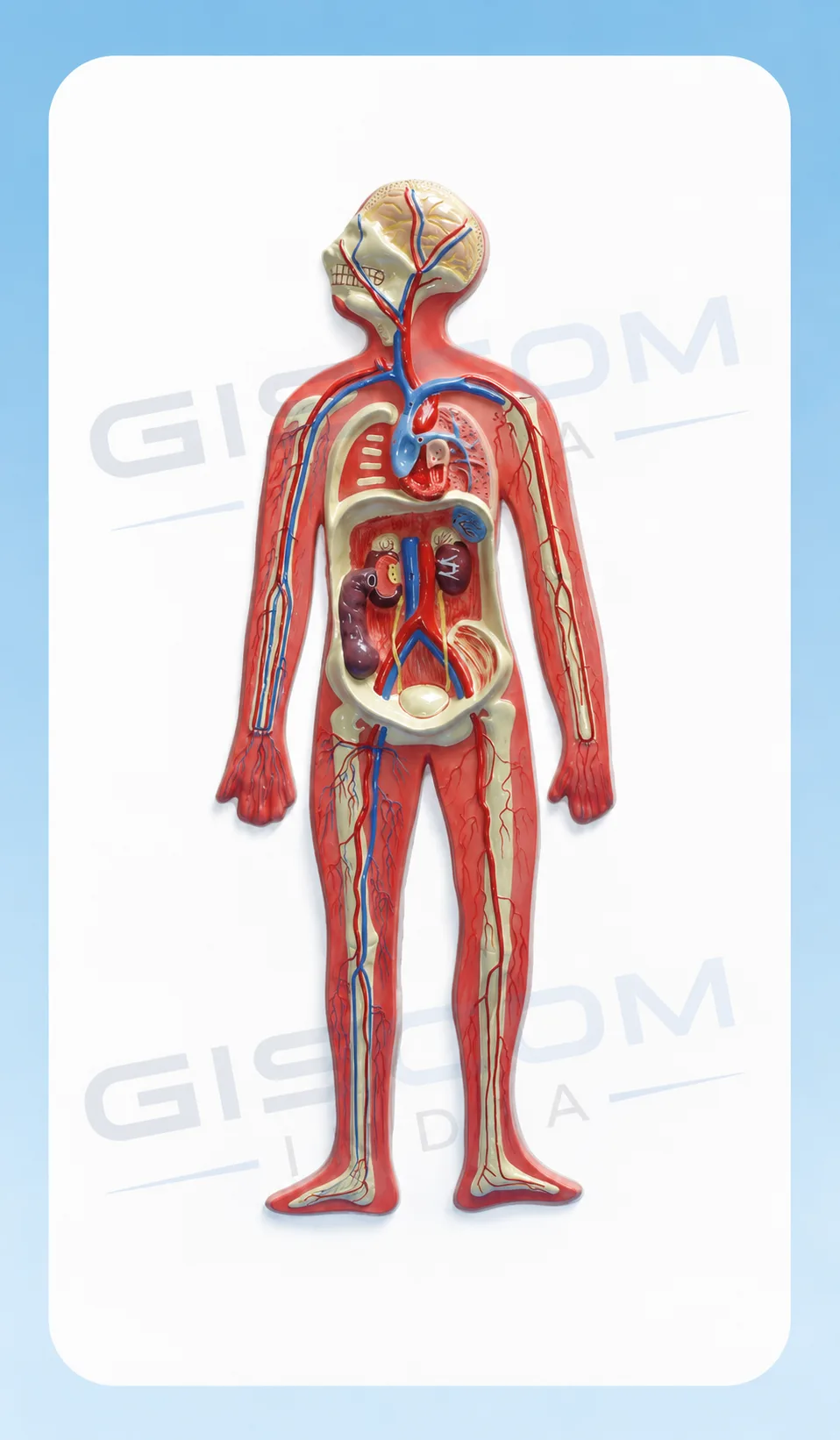 Human Circulatory System