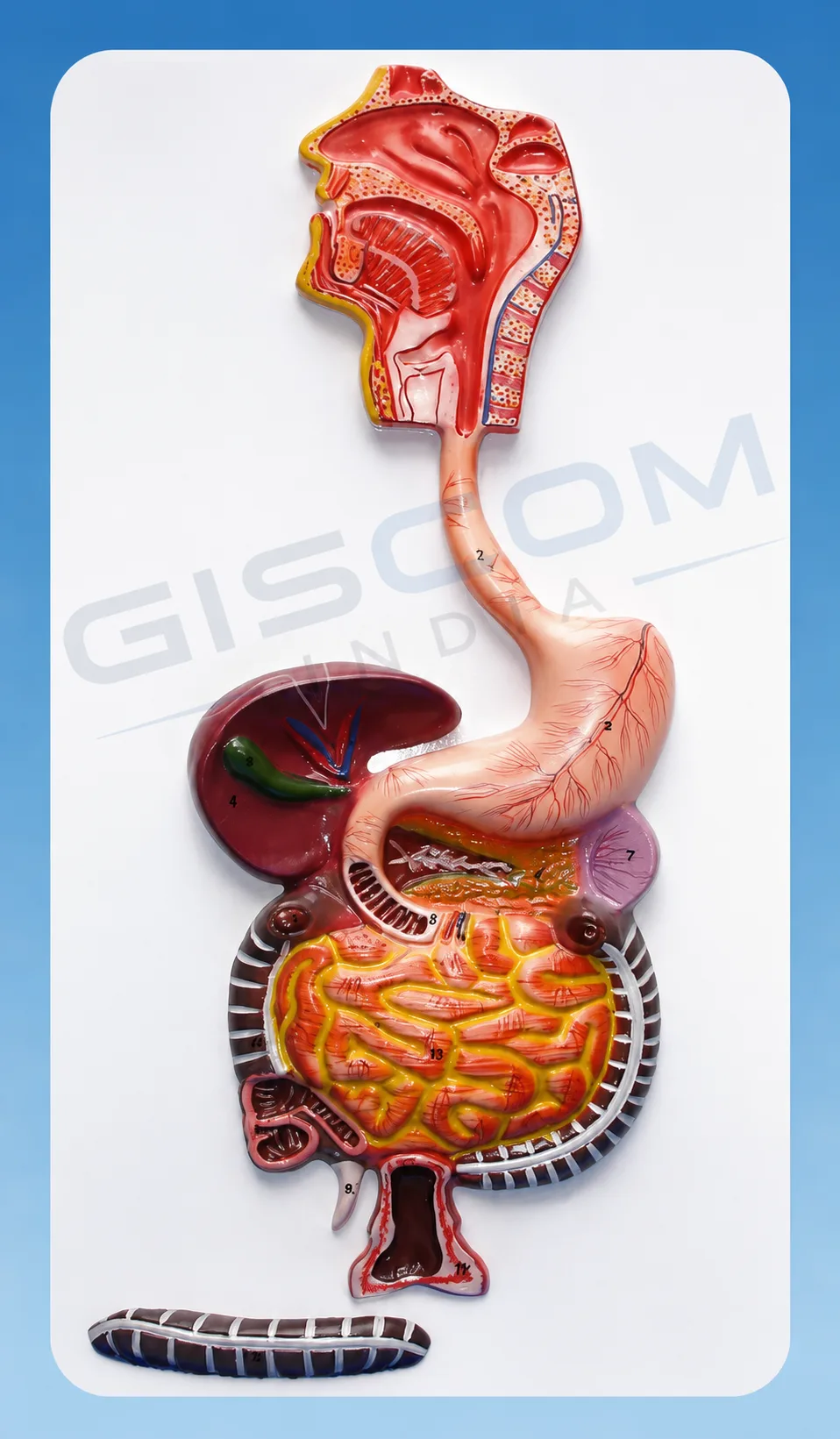 Human Digestive System Model