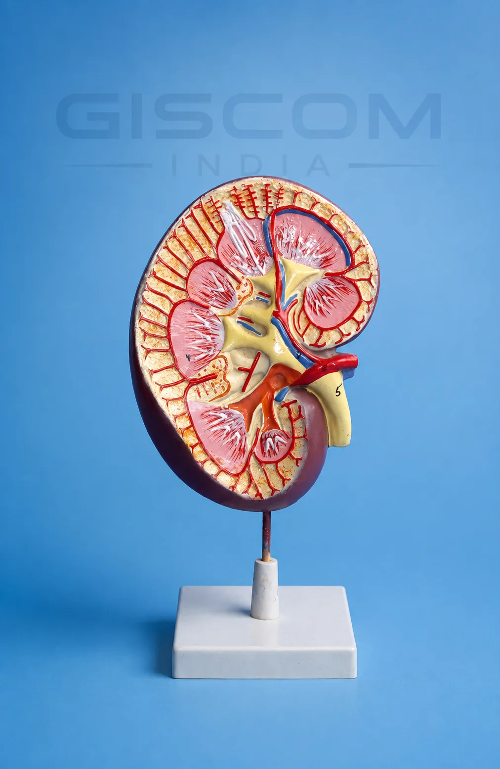 Kidney Model