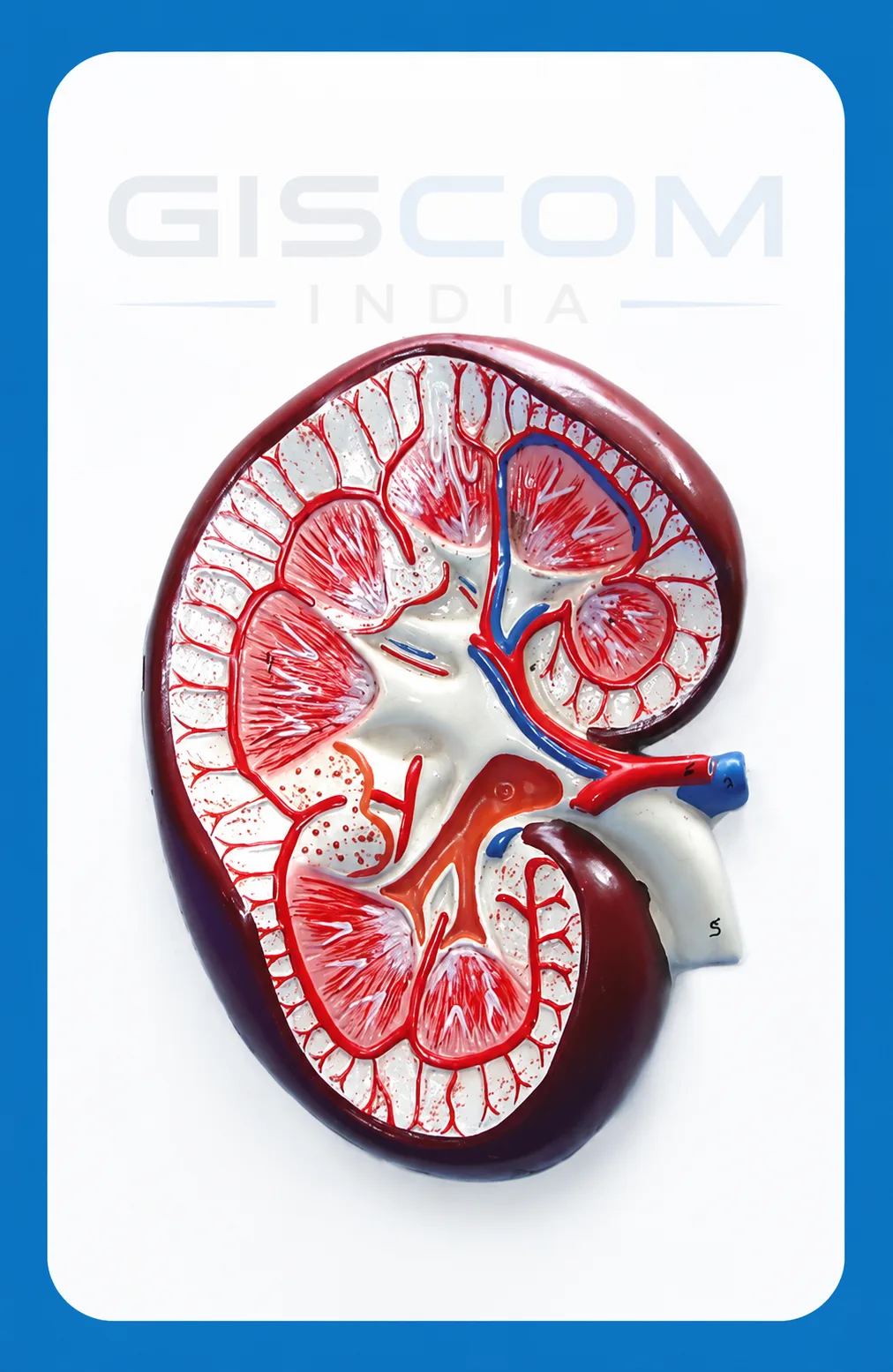 Human Kidney Section Model