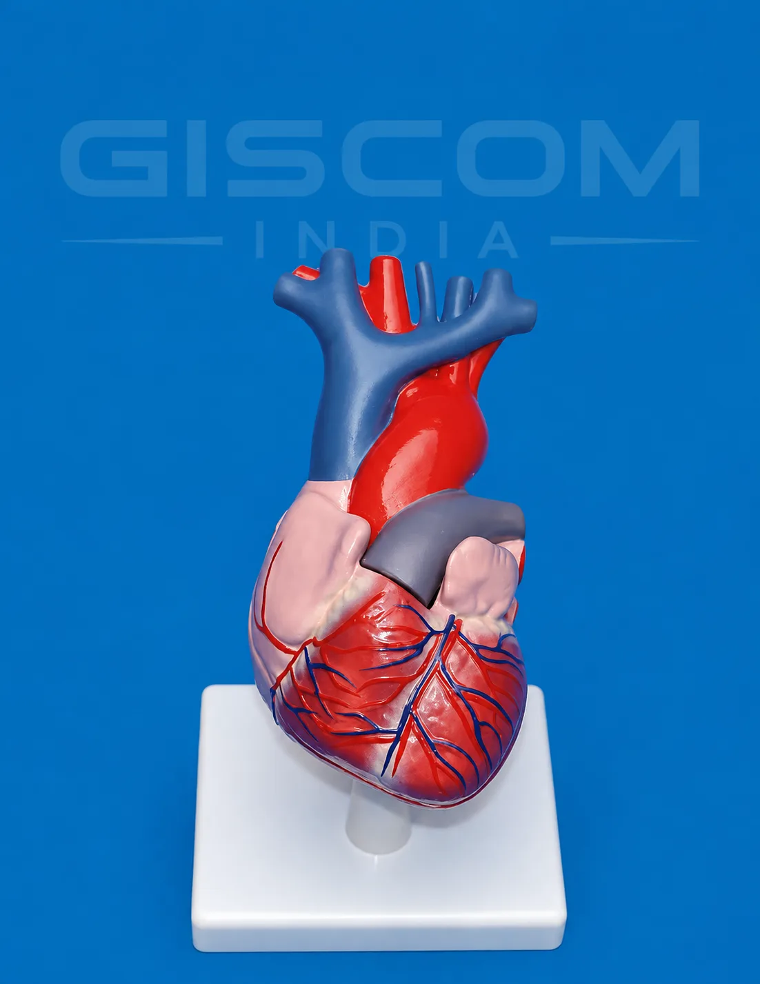 Human Heart Model