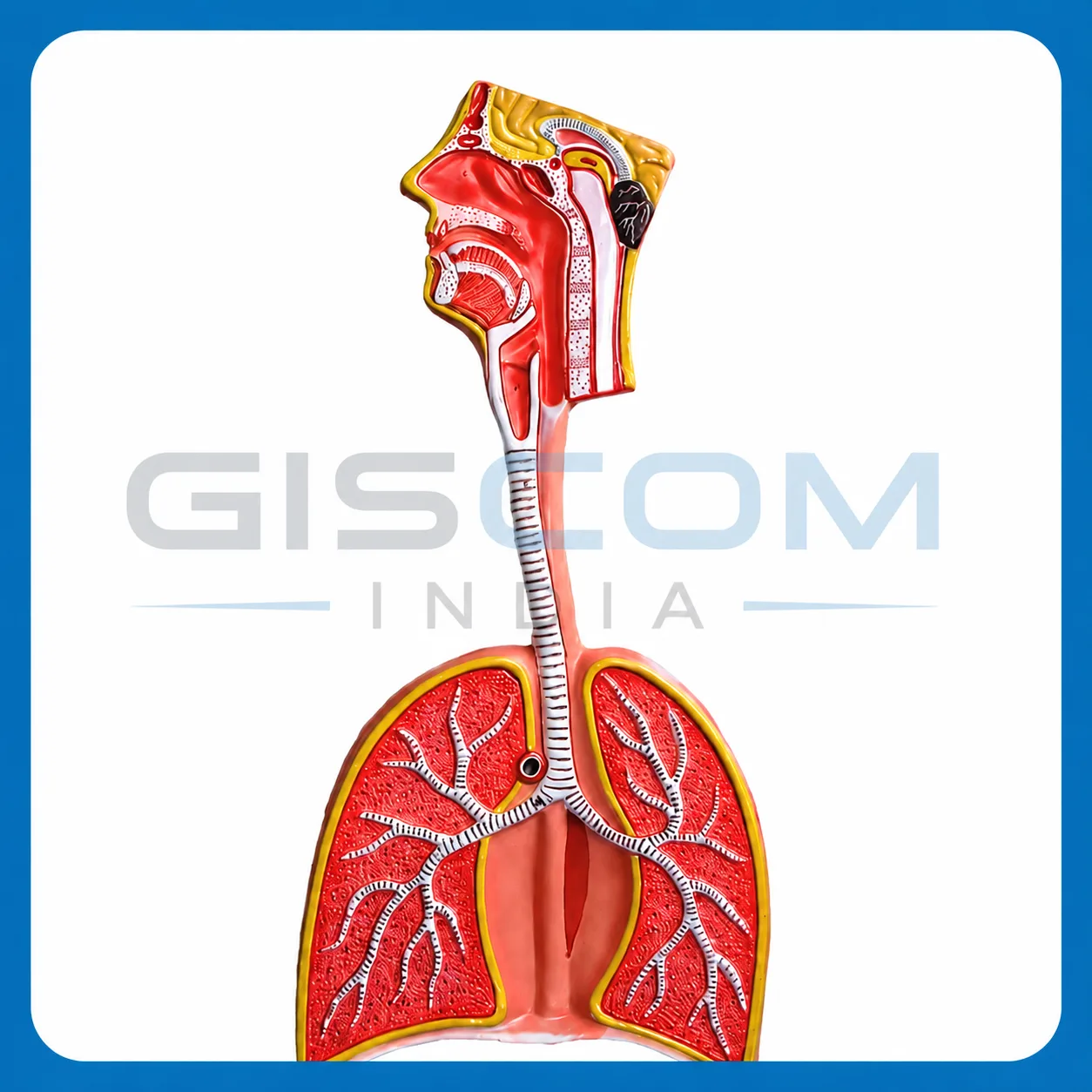 Human Respiratory System Model