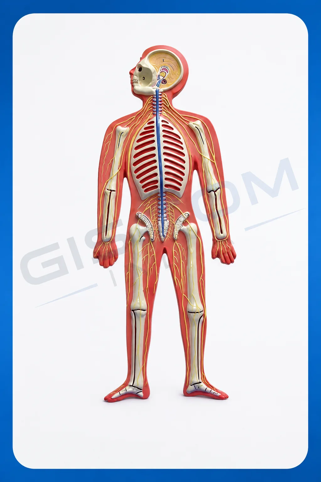Human Nervous System Model