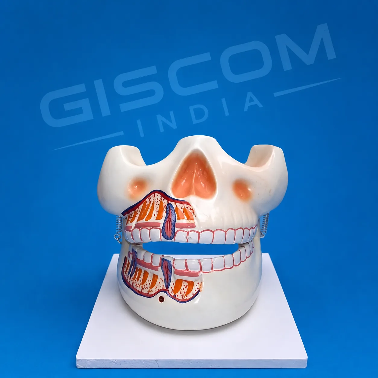Human Upper & Lower Jaw