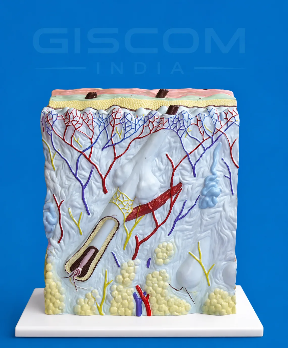 Section of Skin Model