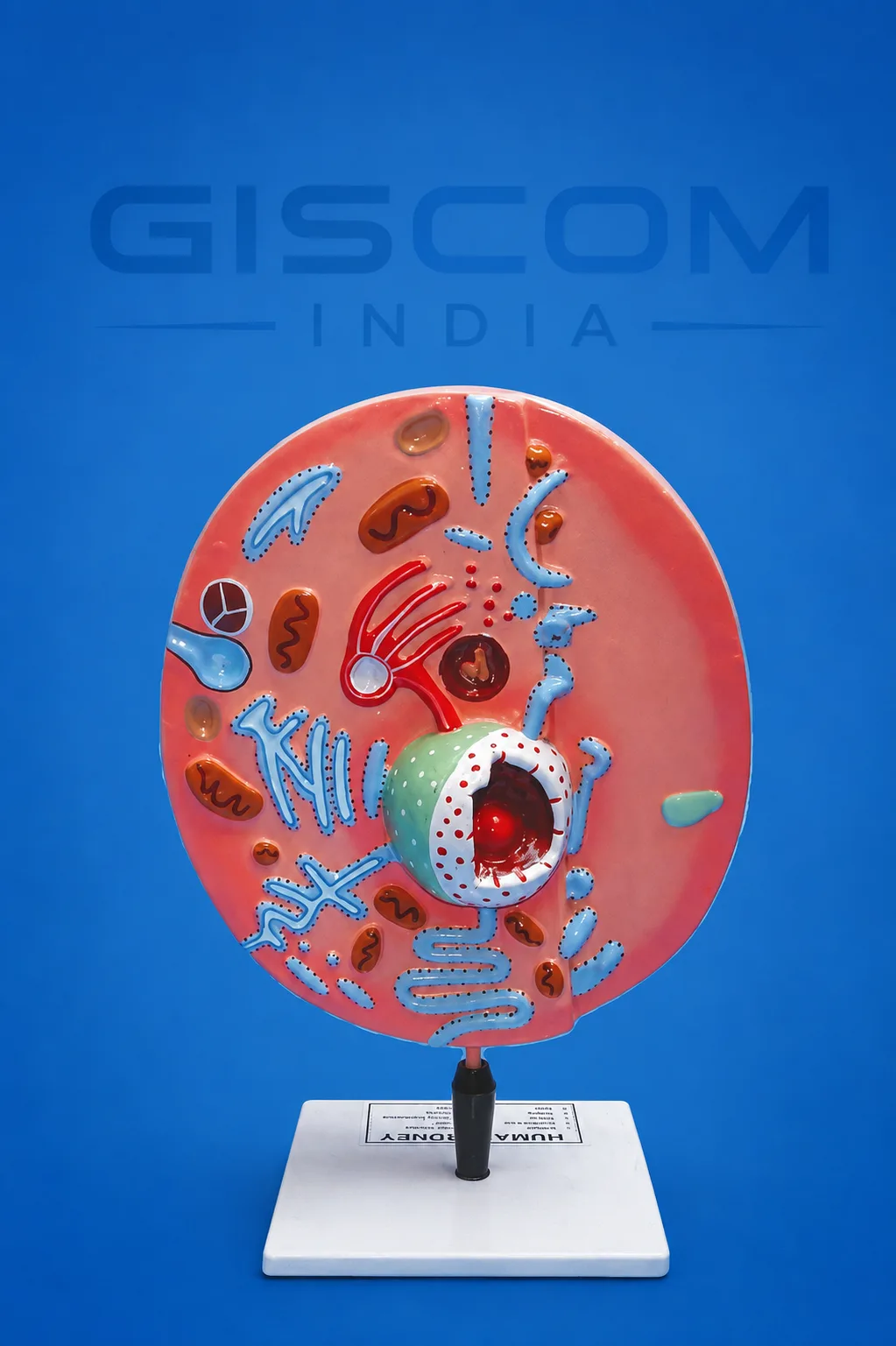Animal Cell