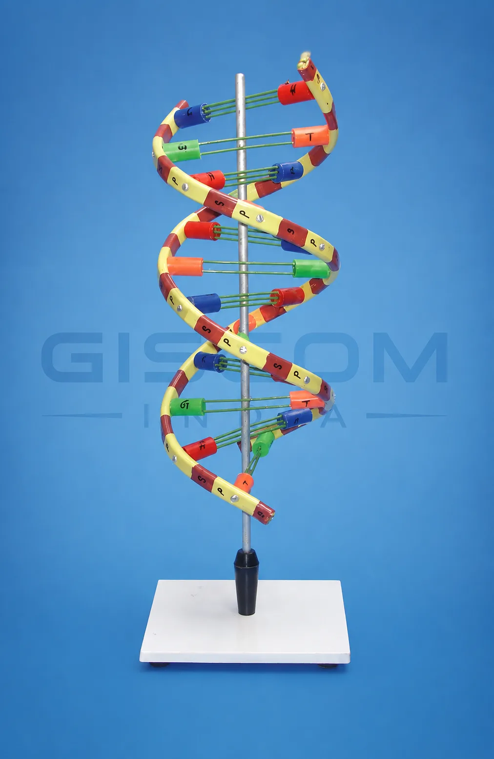 DNA Helical Type Model