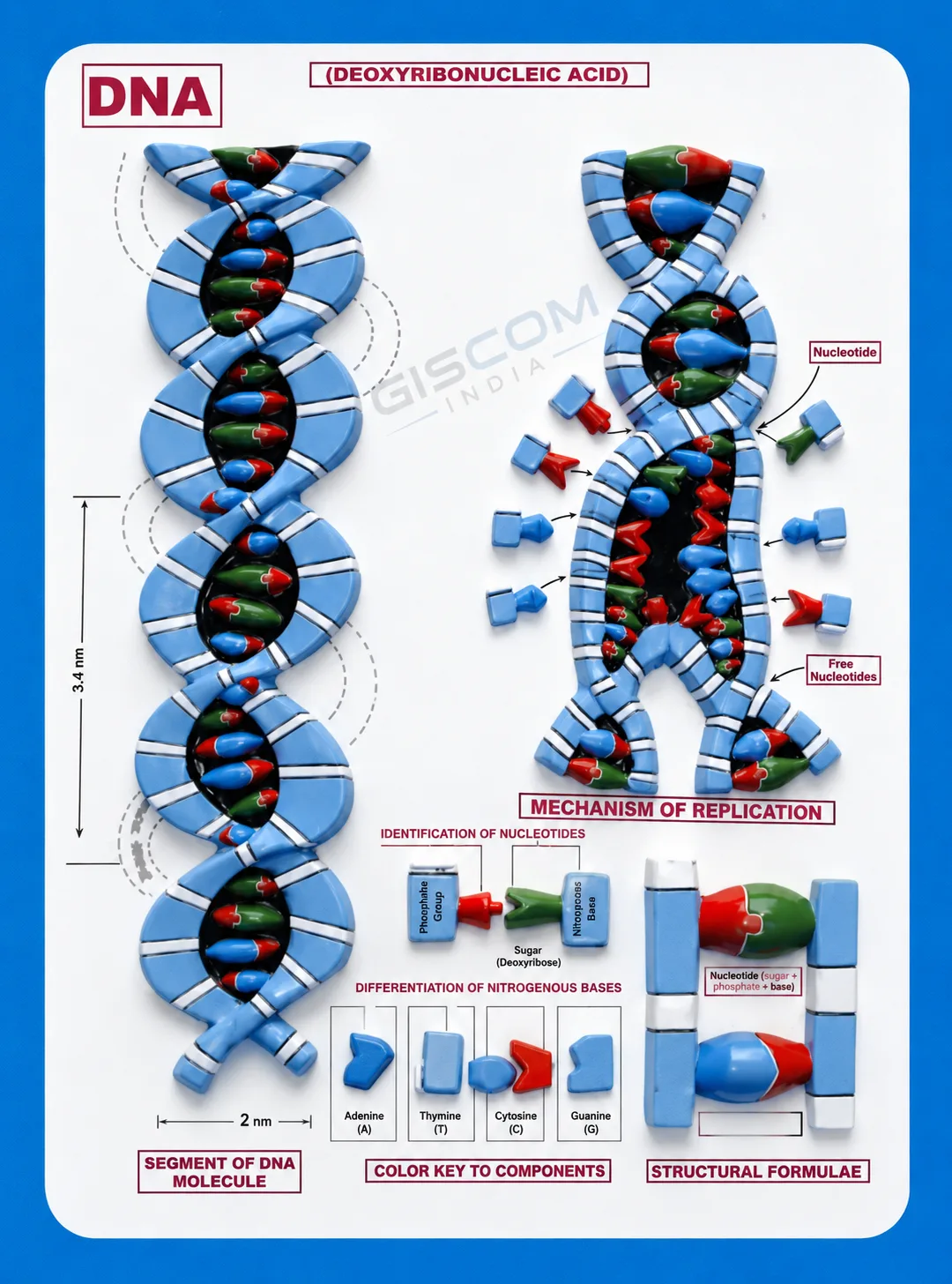 DNA Model
