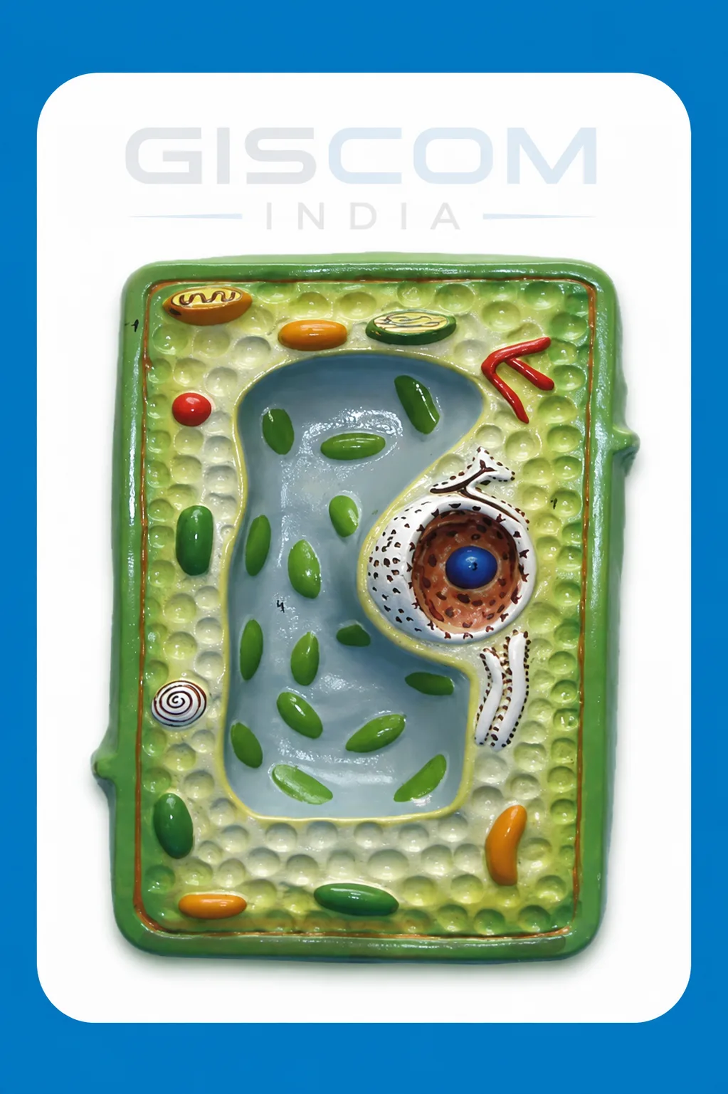 Plant Cell Model