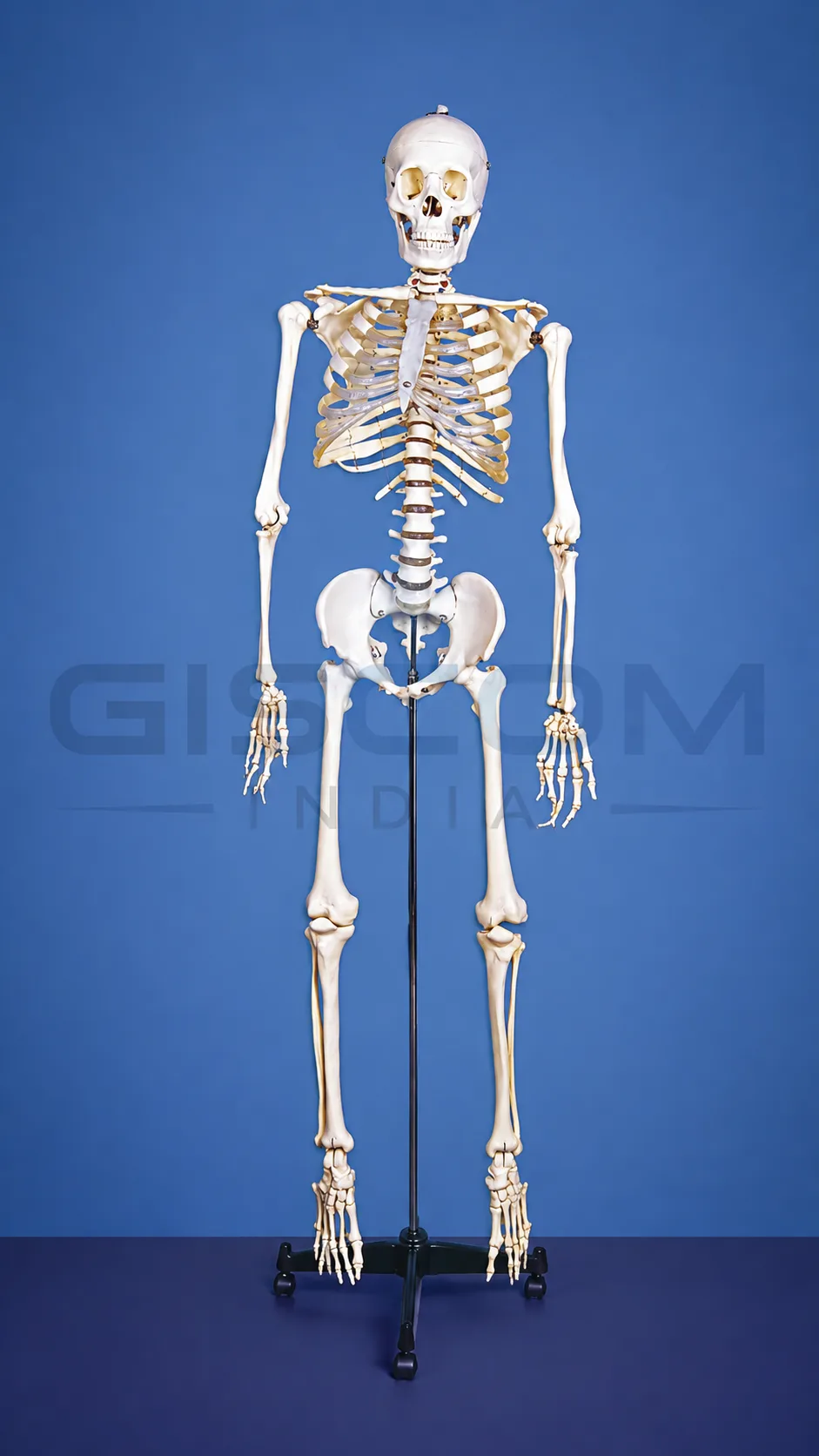 Human Skeleton