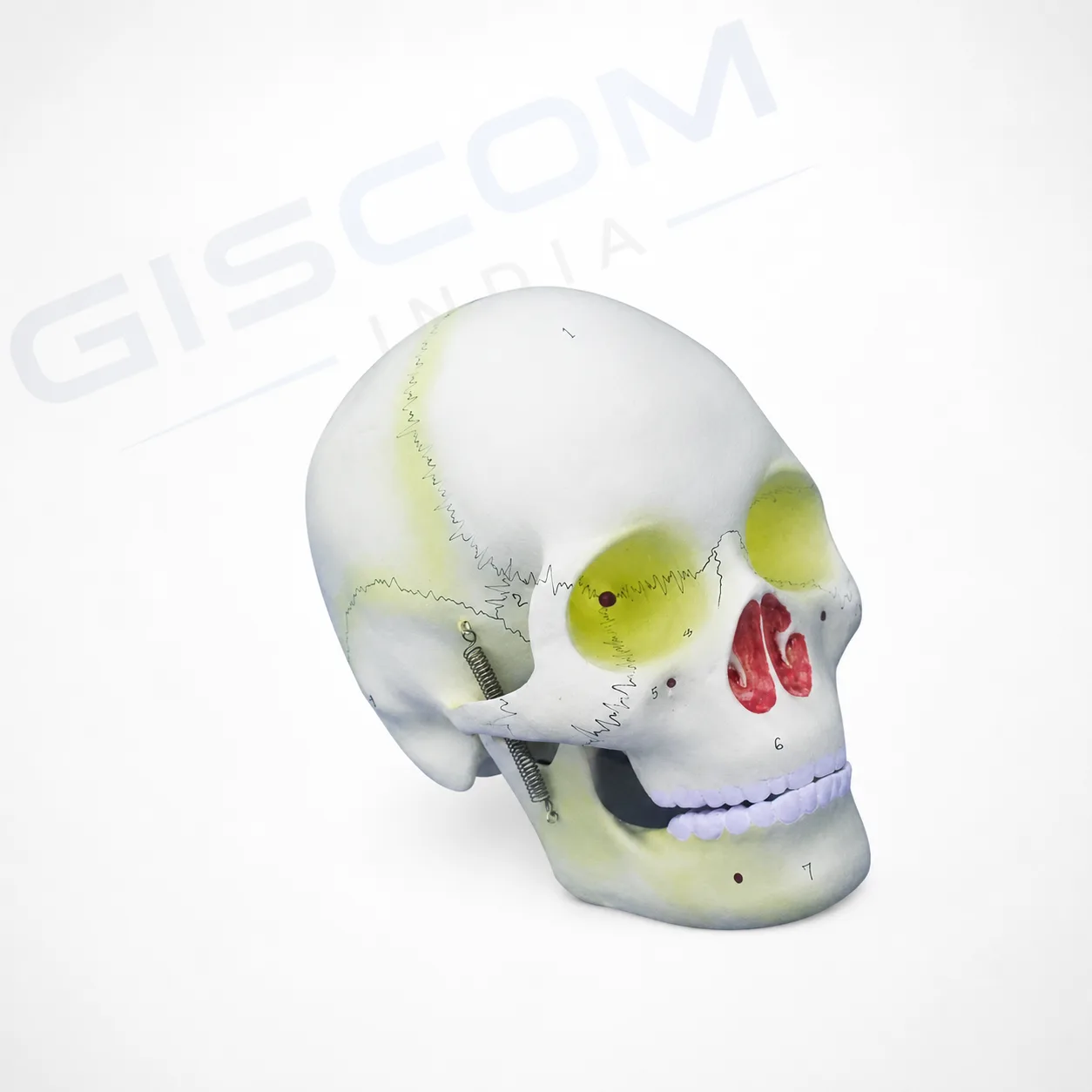 HUMAN SKULL MODEL