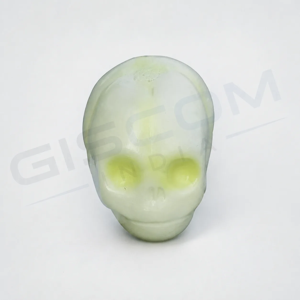 Human Fetal Skull Model
