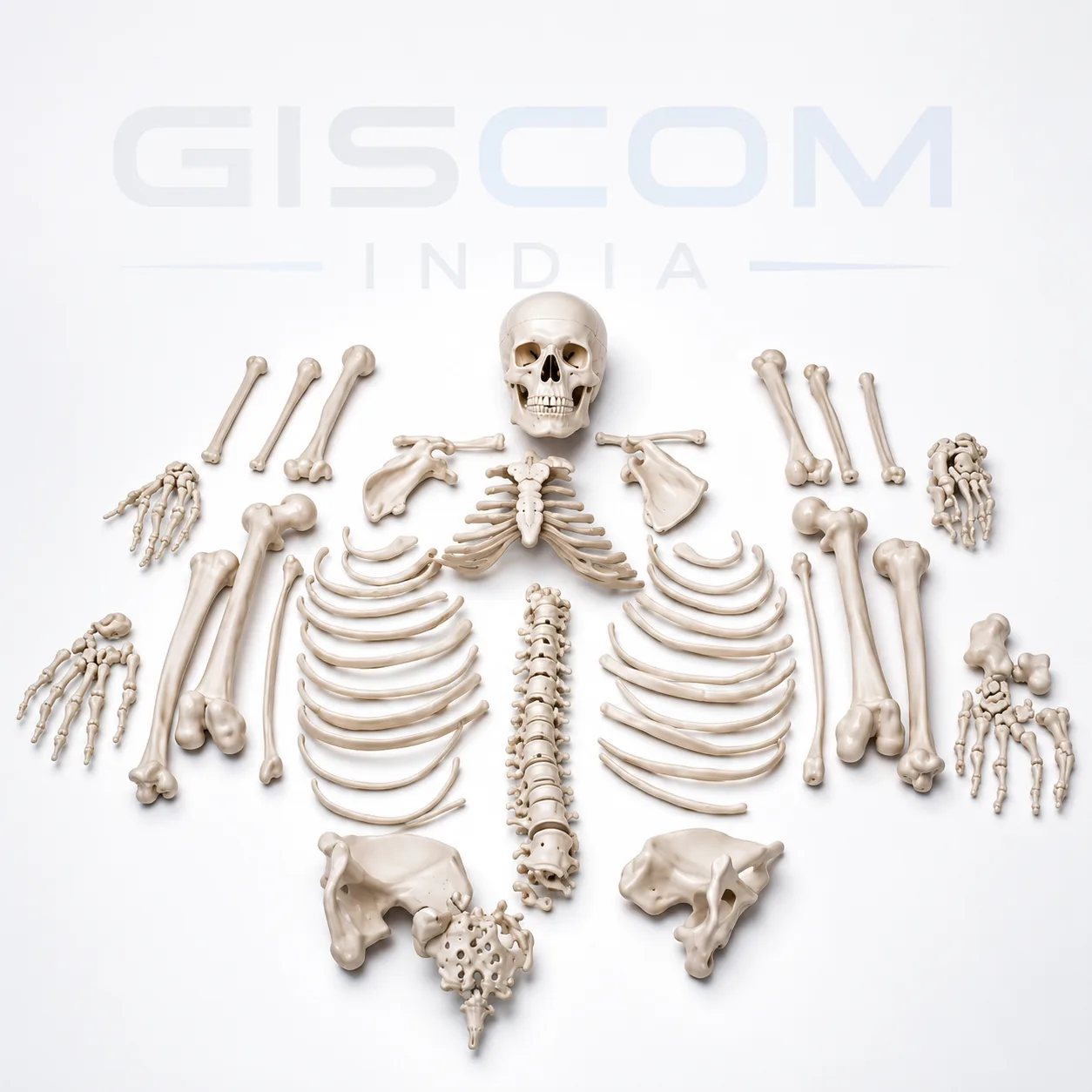 HUMAN SKELETON (DISARTICULATED)