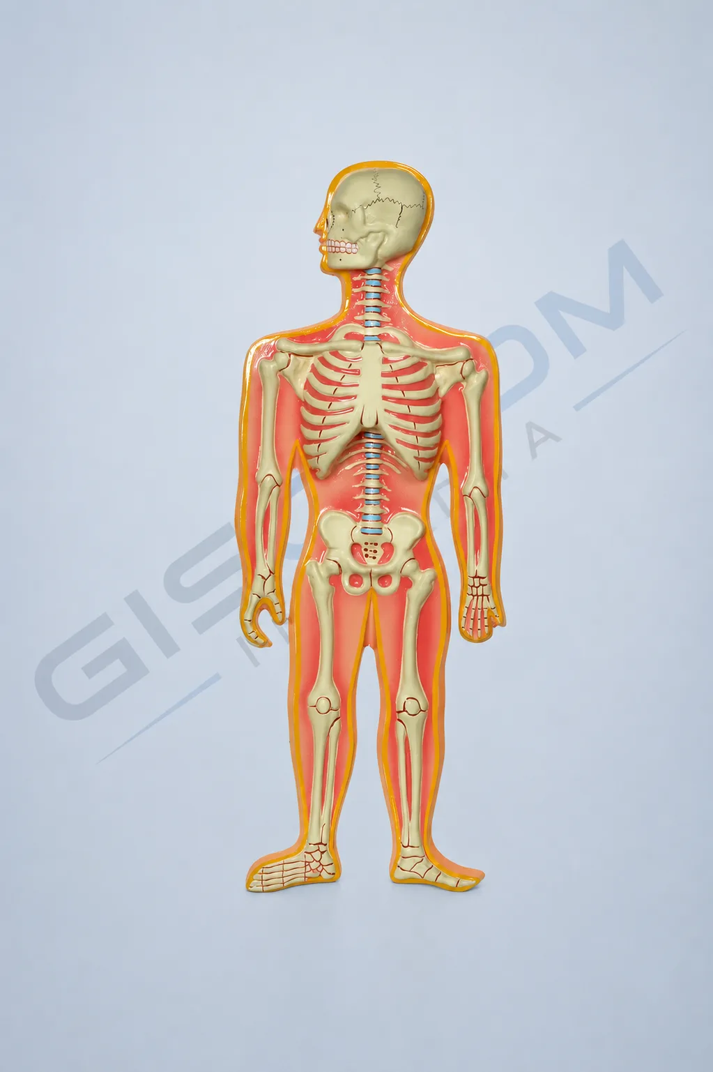 Skeletal System Model Bones (Human Skeletal System)