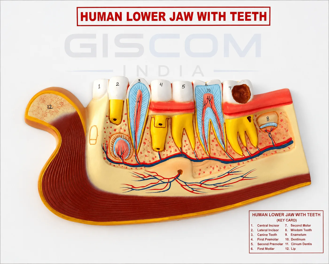HUMAN LOWER JAW WITH TEETH