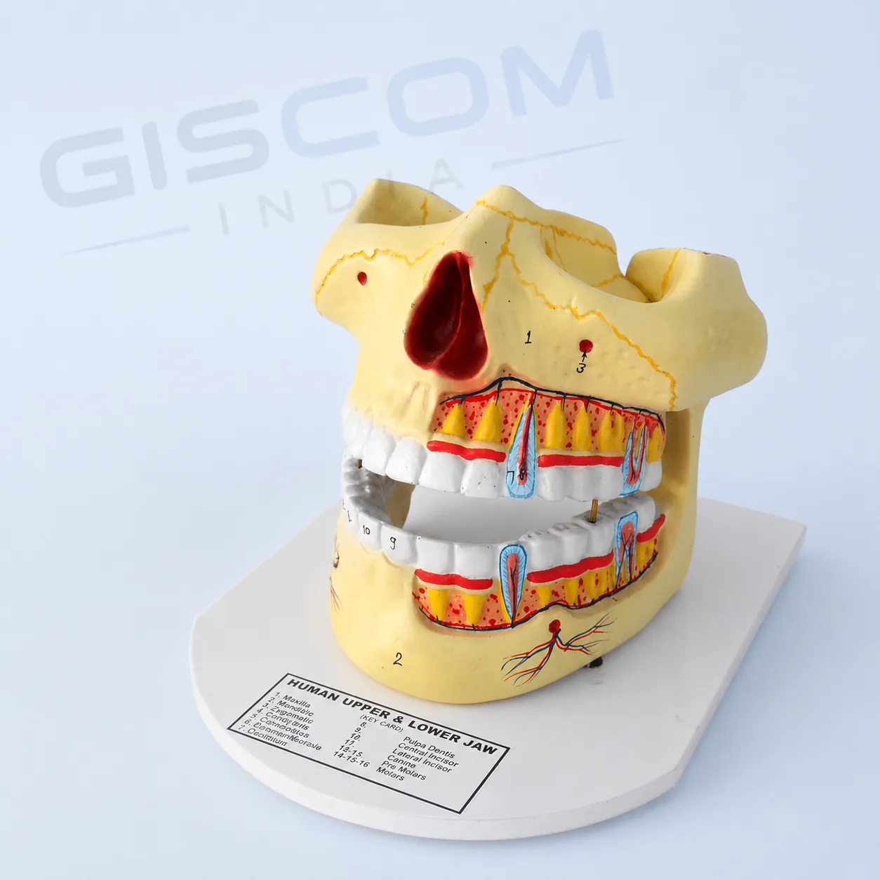 HUMAN UPPER & LOWER JAW MODEL