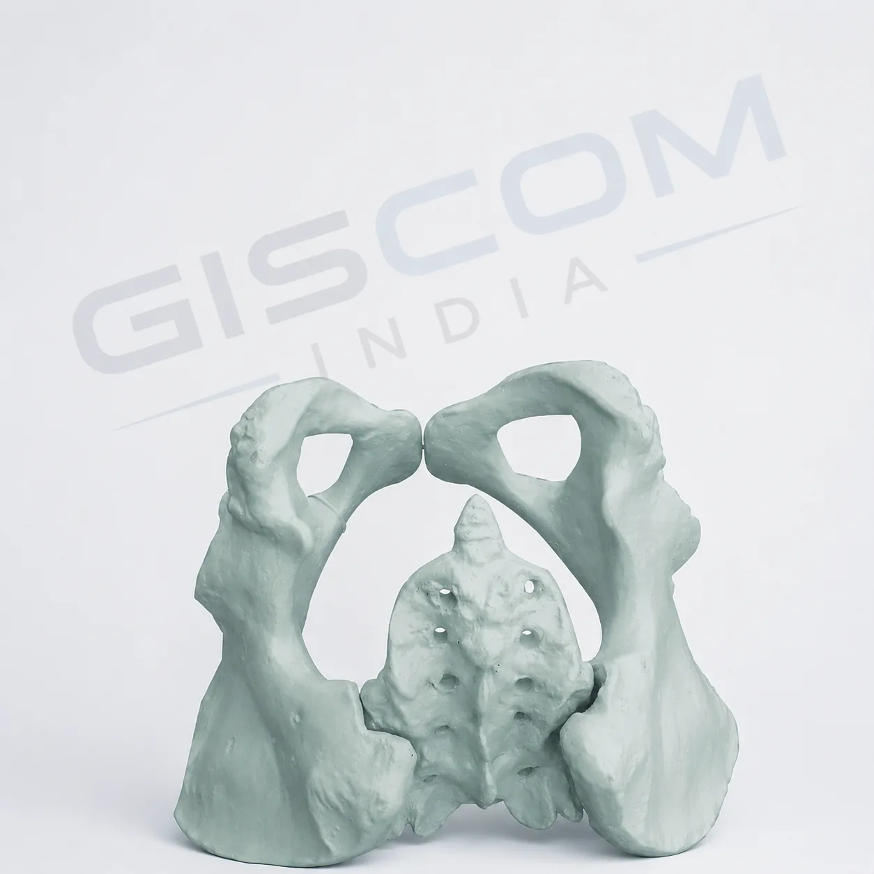 Human Pelvic Model