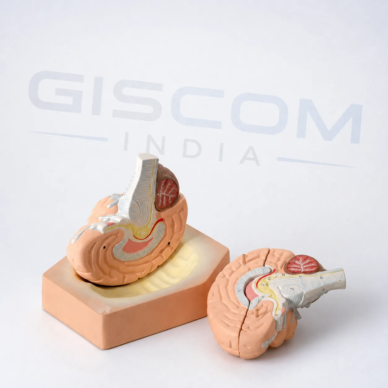 Human Brain Model (4 Parts)