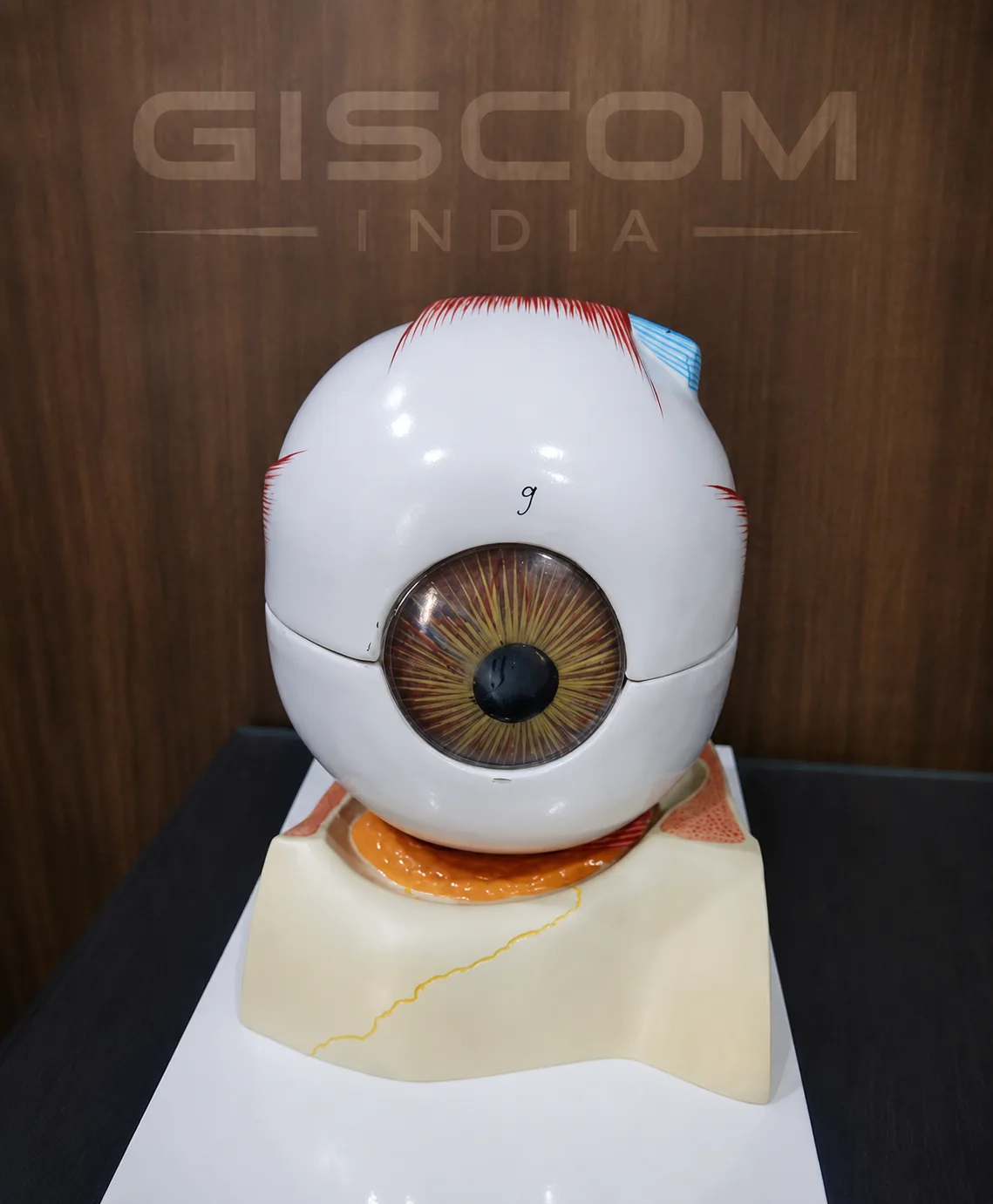 Human Eye Model
