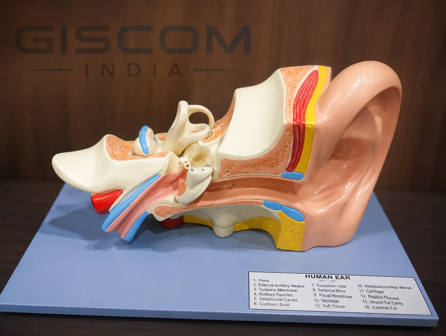 Human Ear Model