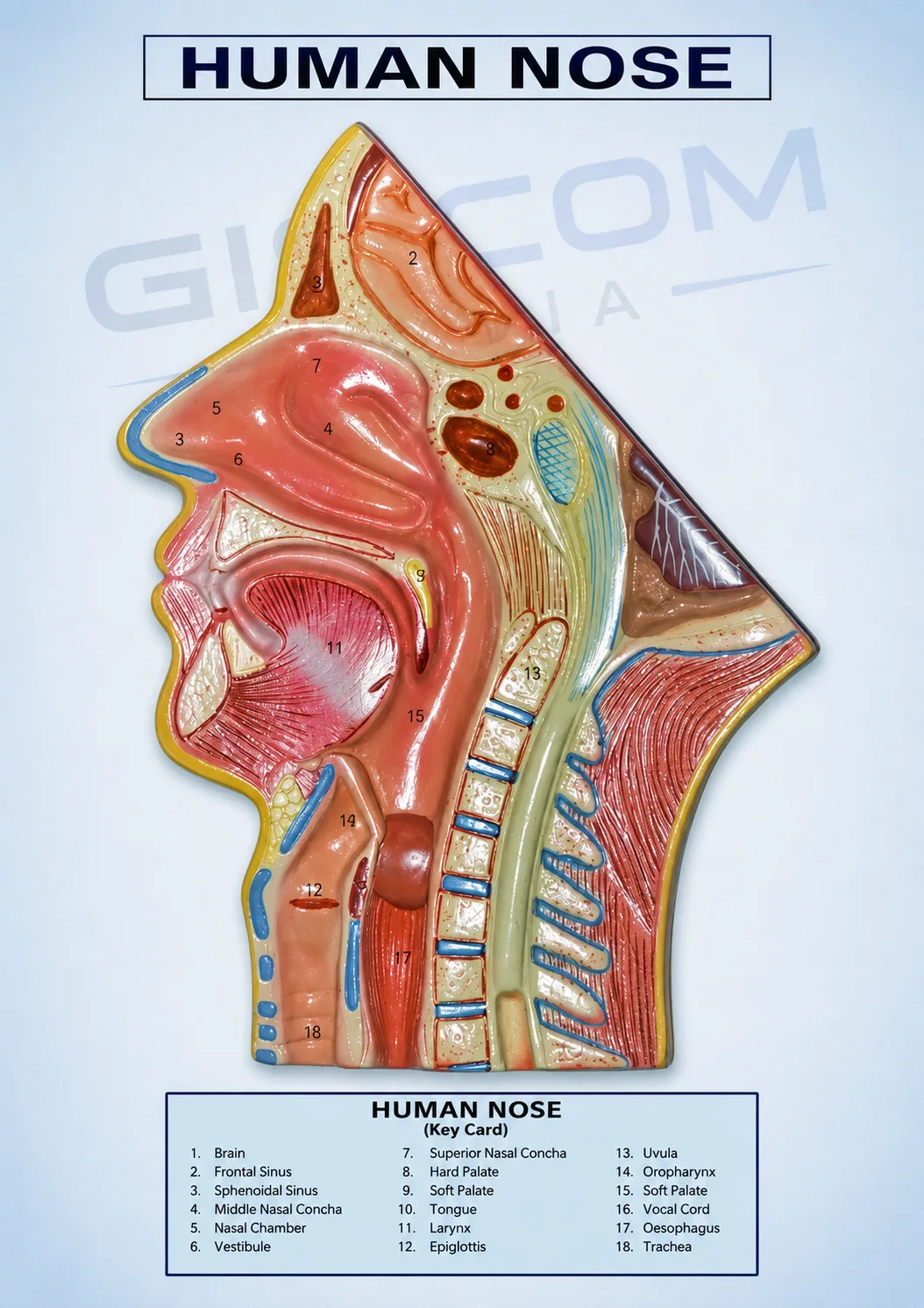 Human Nose Model