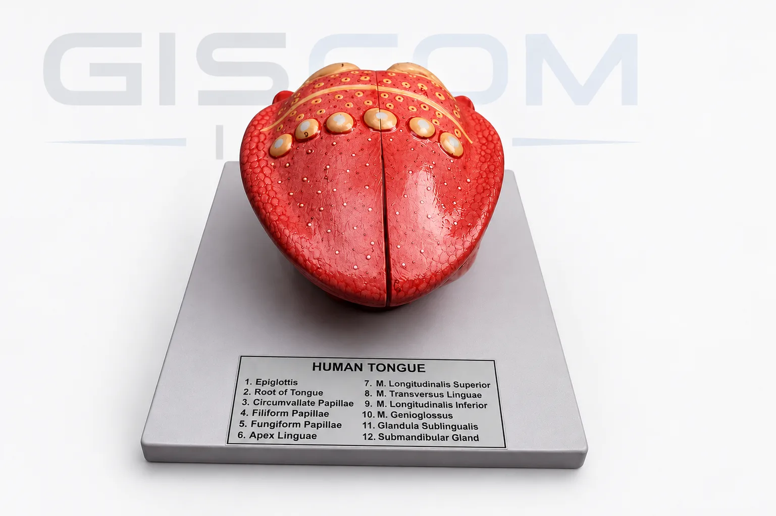 HUMAN TONGUE MODEL