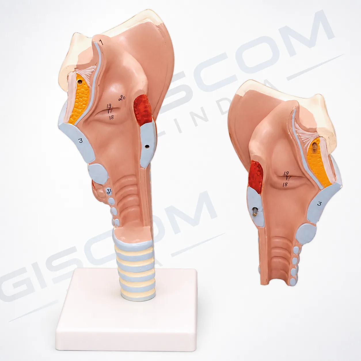 HUMAN LARYNX MODEL