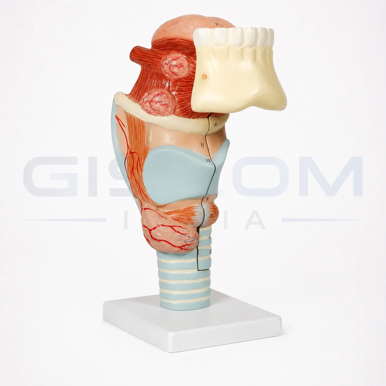HUMAN LARYNA WITH TEETH AND TONGUE MODEL