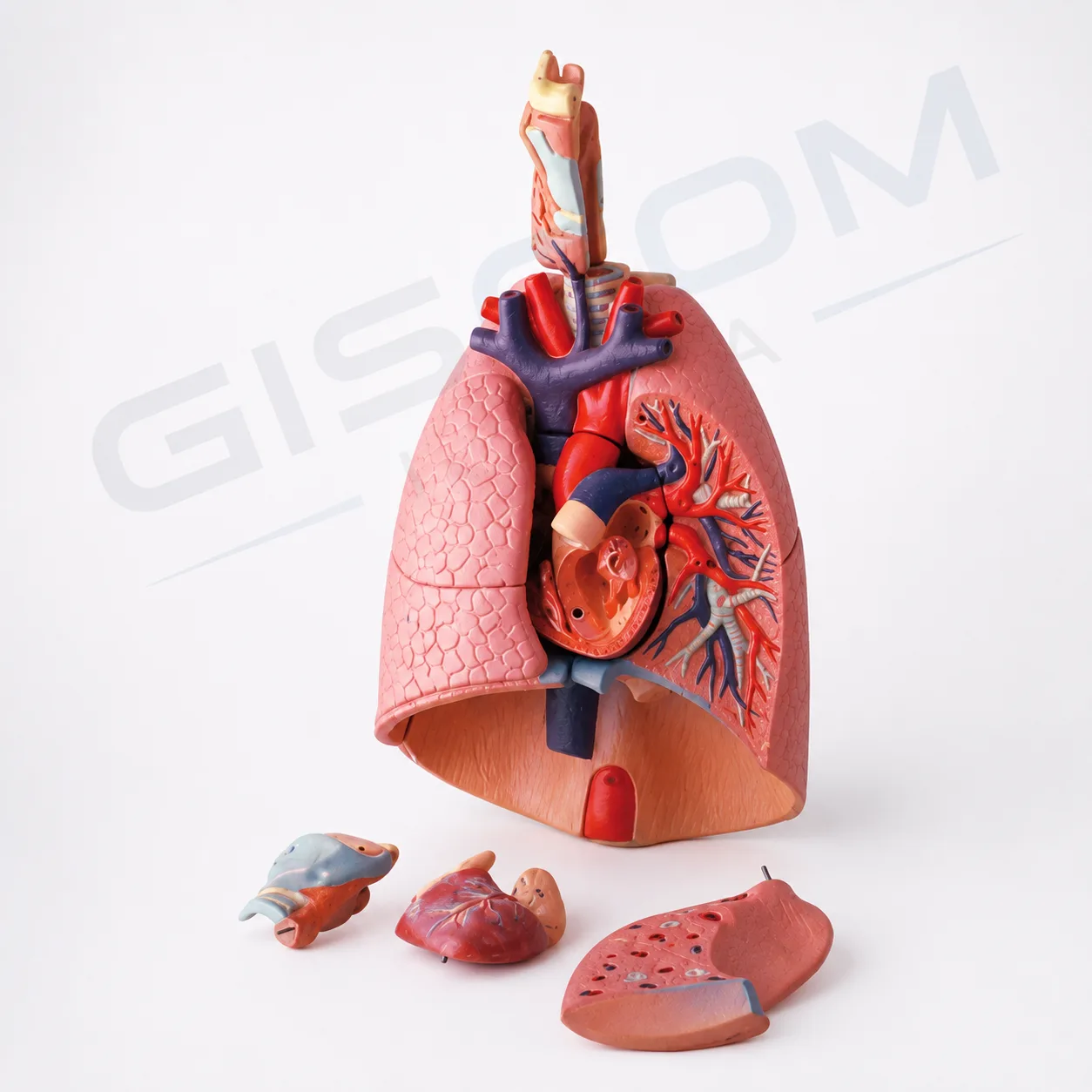 HUMAN LUNG WITH HEART AND LARYNX (7 parts Model)