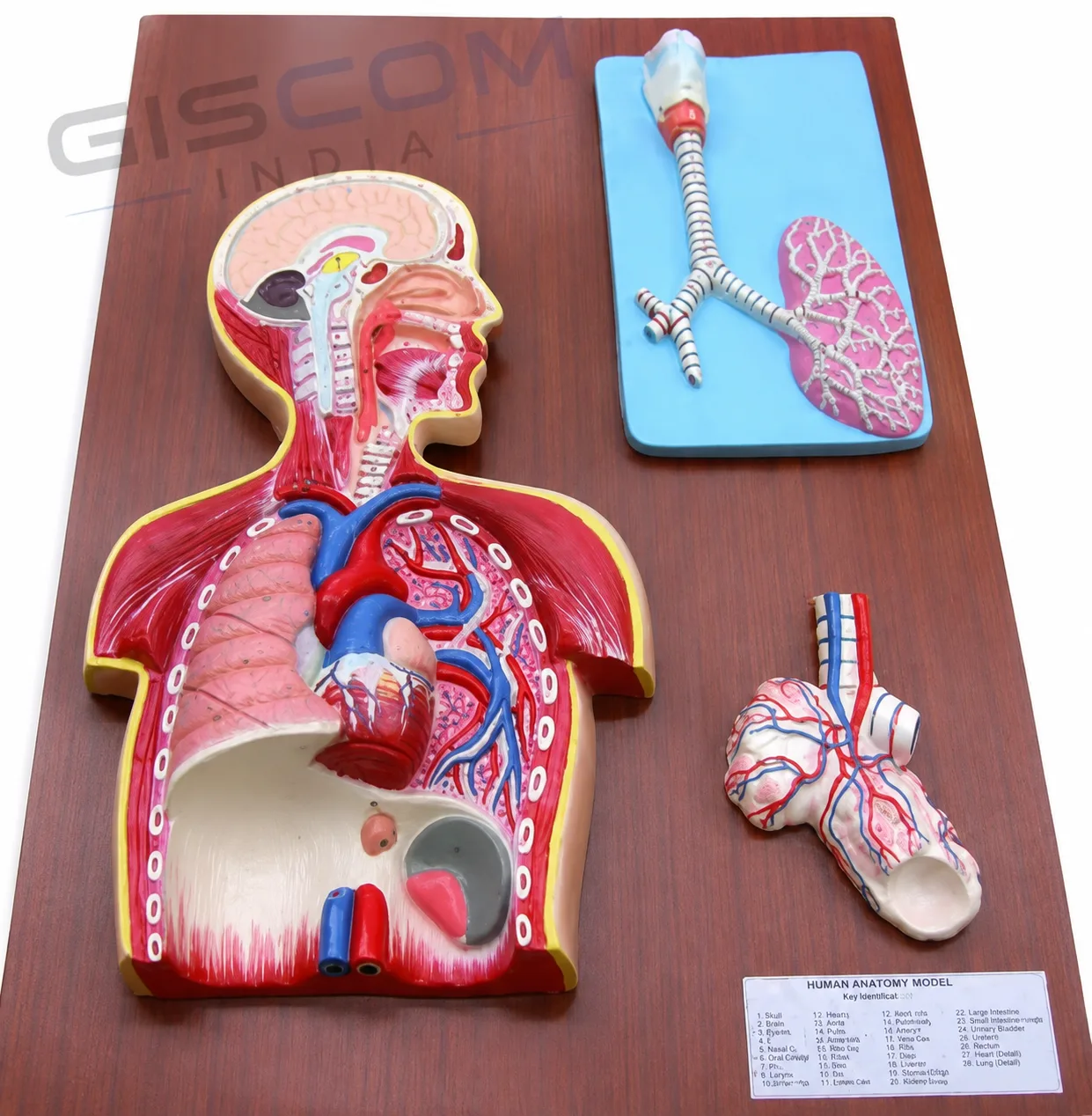 Human Respiratory System