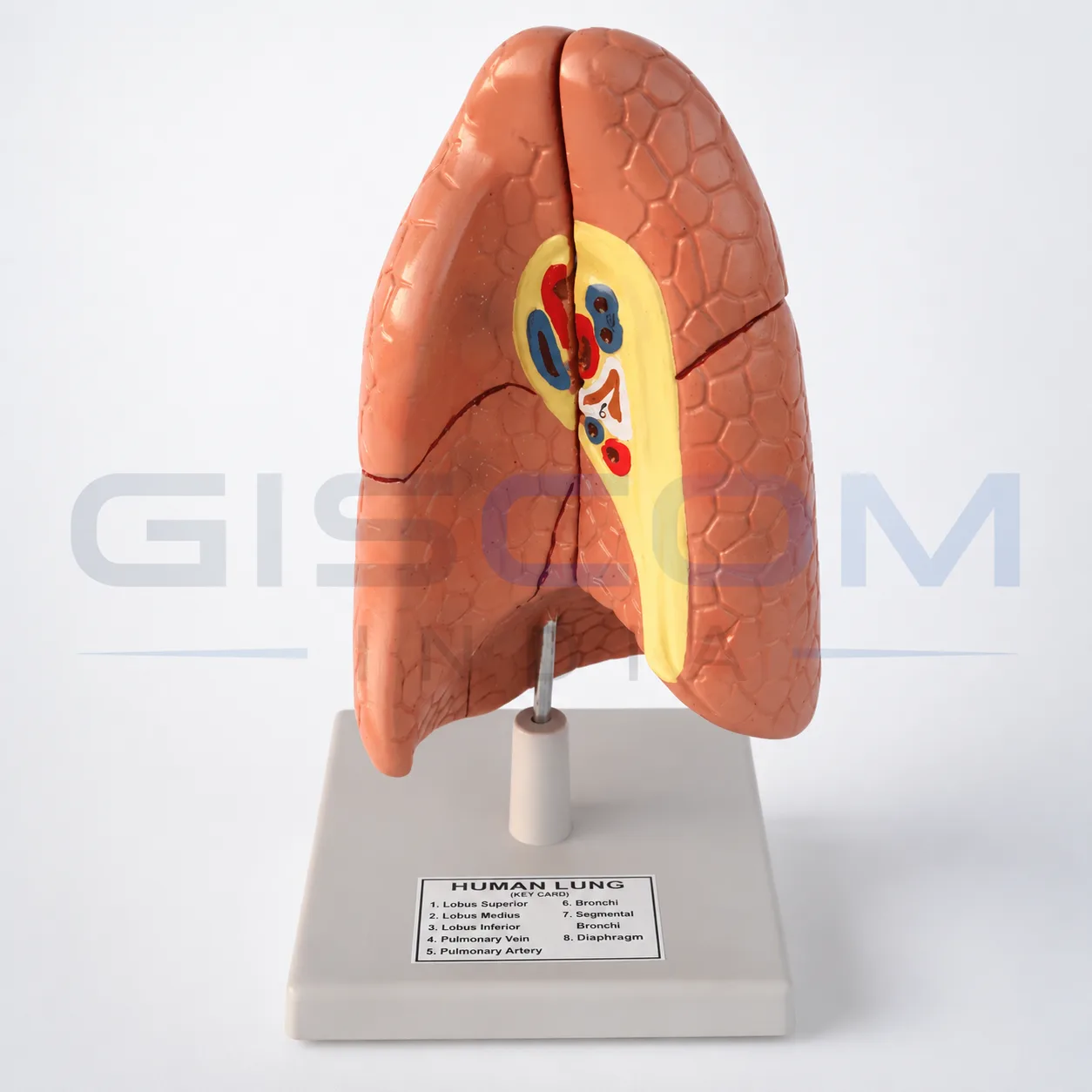 Human Lung Model