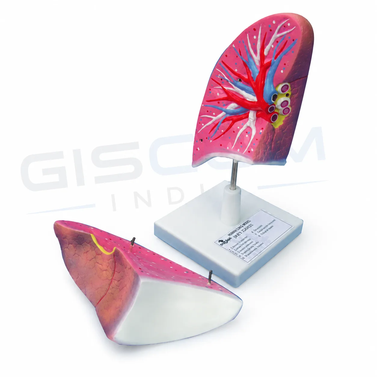 Human Lung (life size) Model