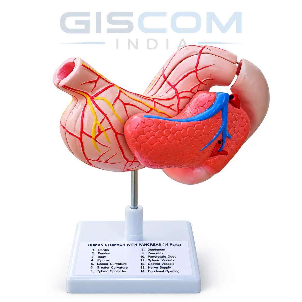 Human Stomach Model