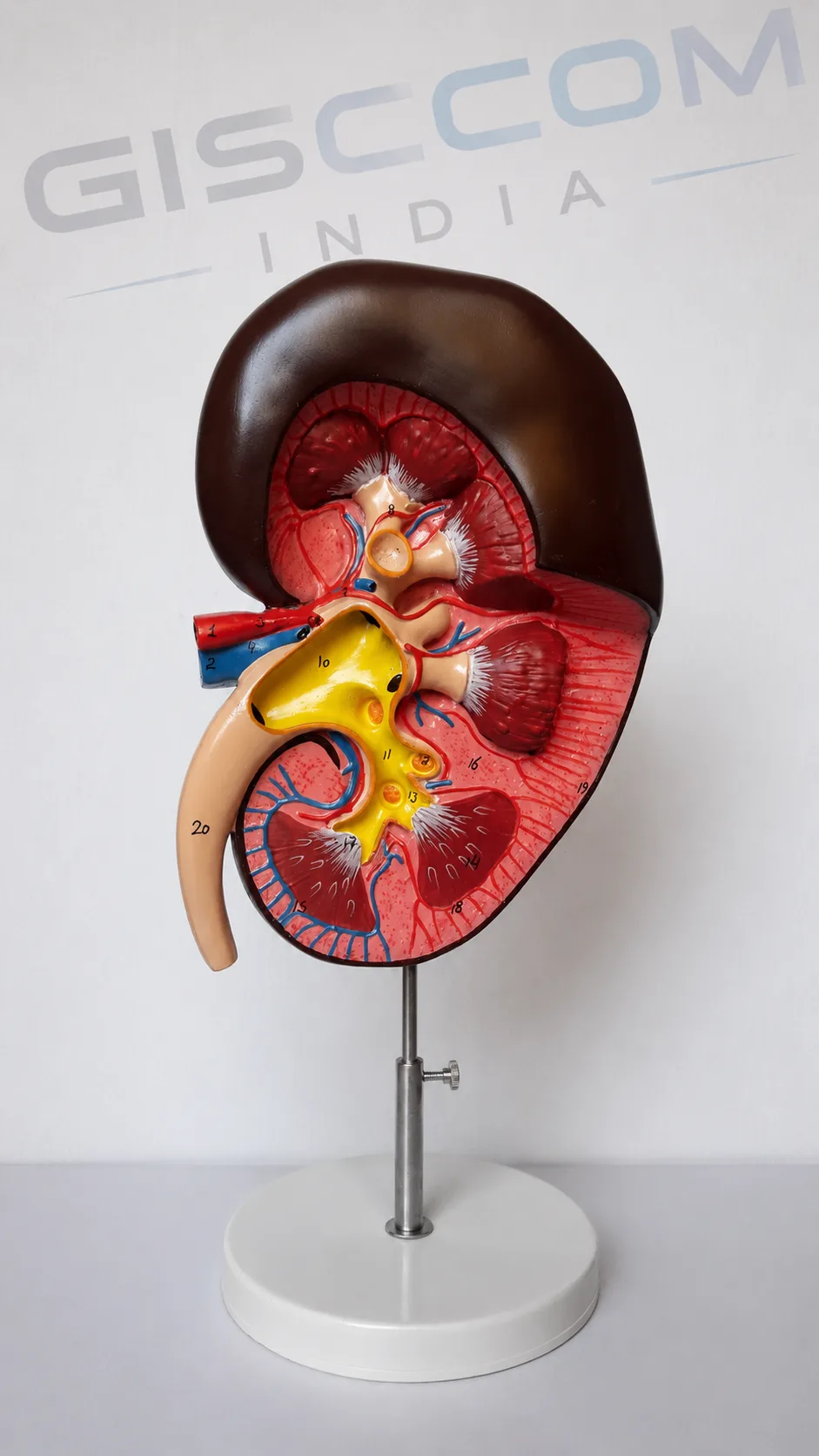 Human Kidney Model
