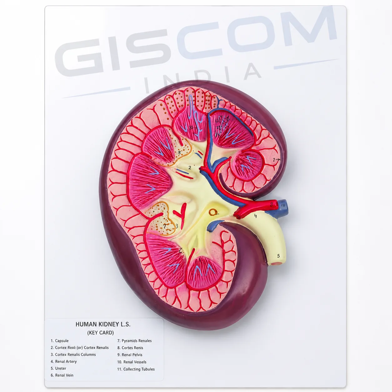 Human Kidney L.S. Model