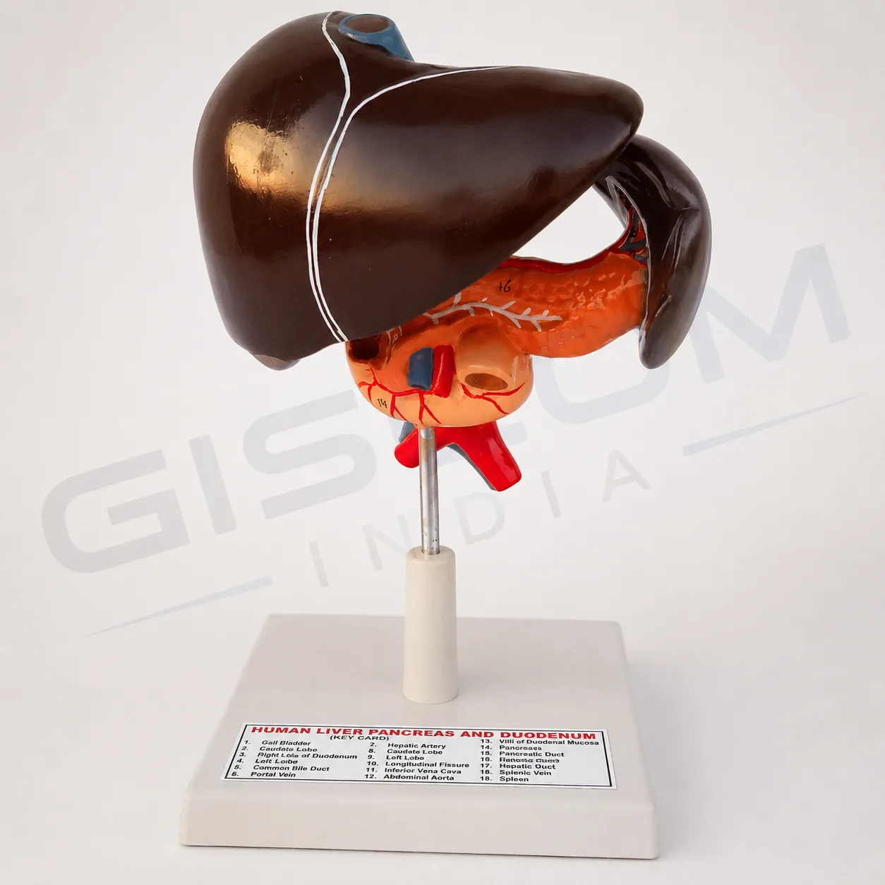 Human Liver Model