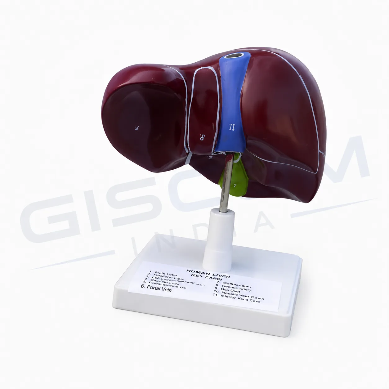 Human Liver with Gallbladder on Stand