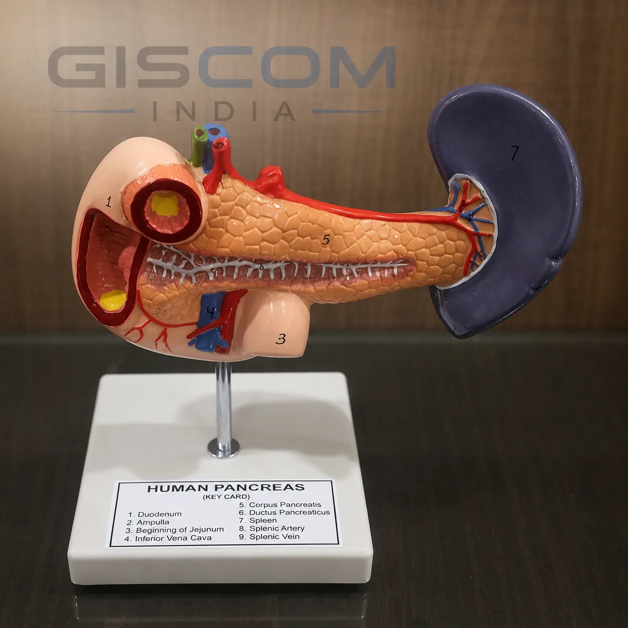 HUMAN PANCREAS, SPLEEN AND DUODENUM