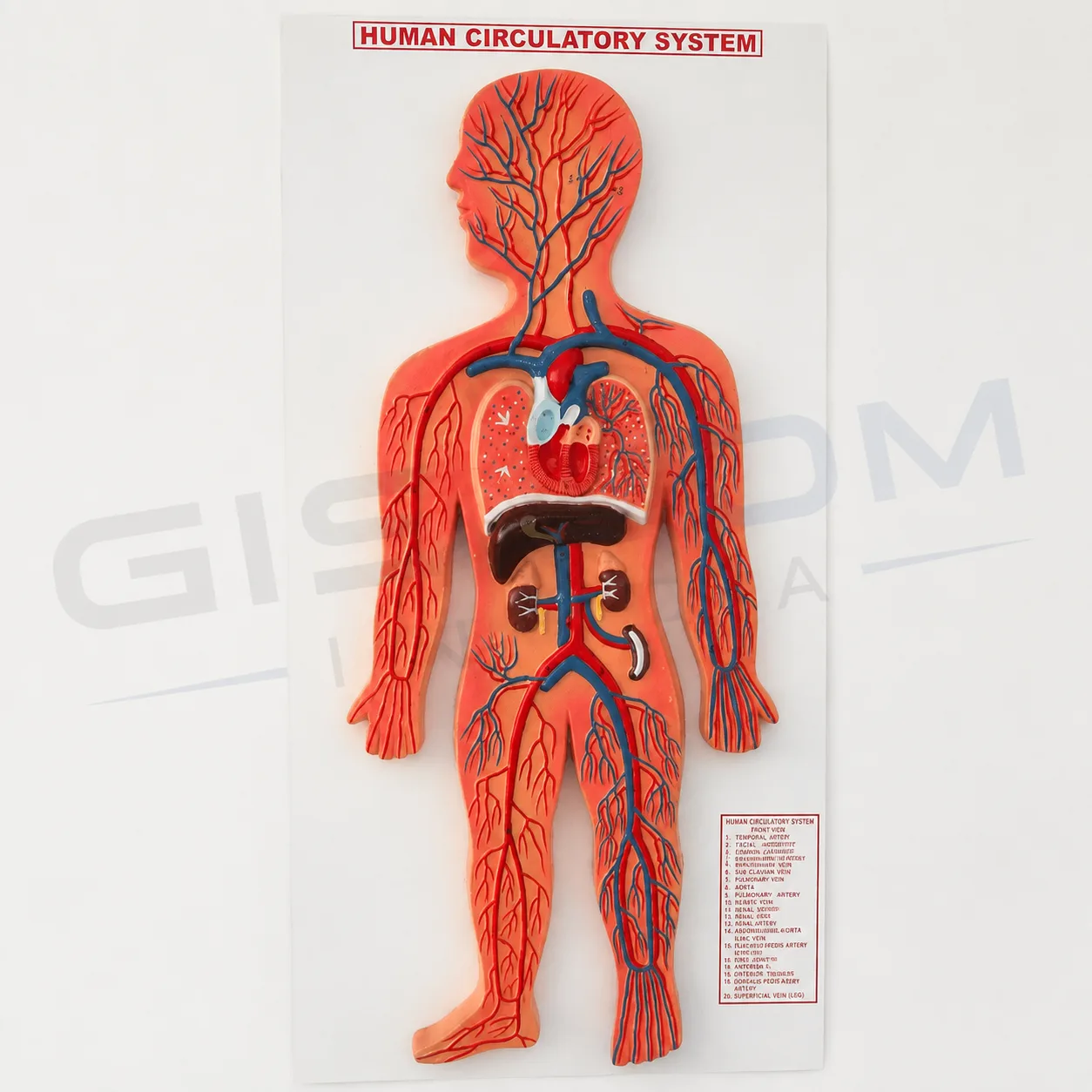 Human Circulatory System Model