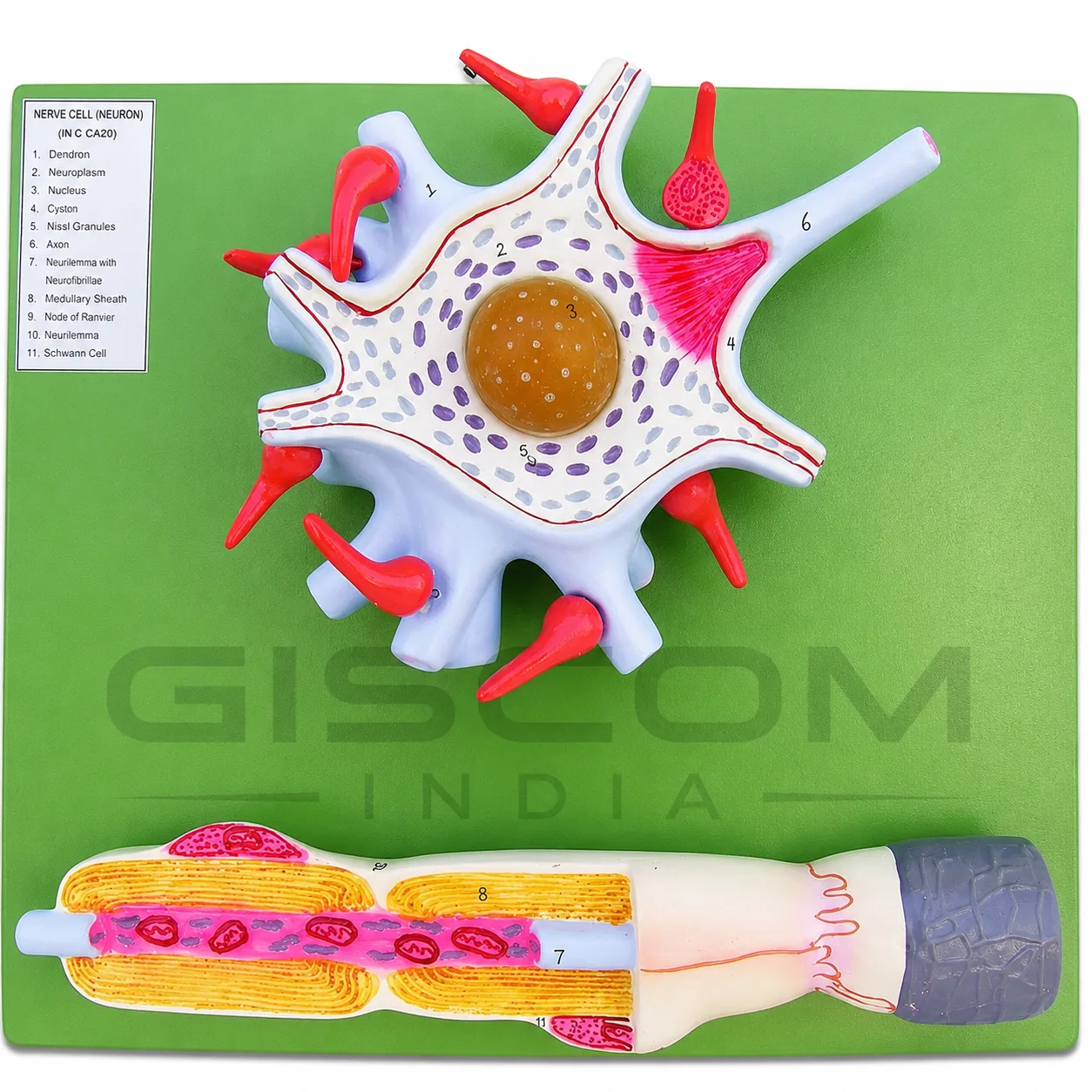 Nerve Cell / Neuron Model