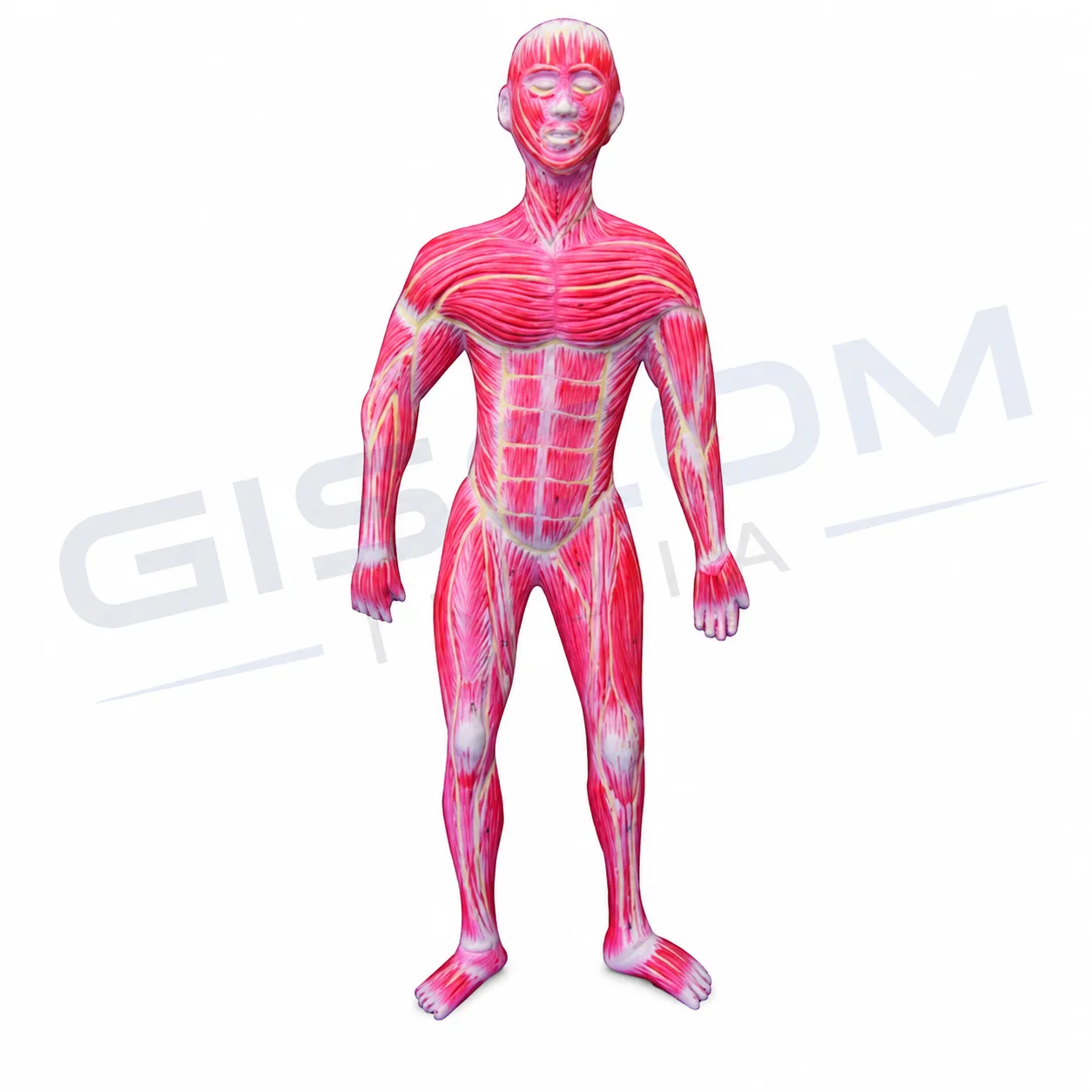 Human Muscle Structure Model