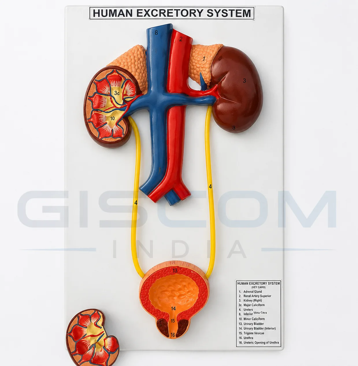 Human Excretory System Model