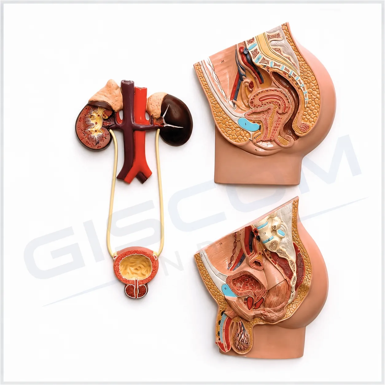Male & Female, Urogenital Model