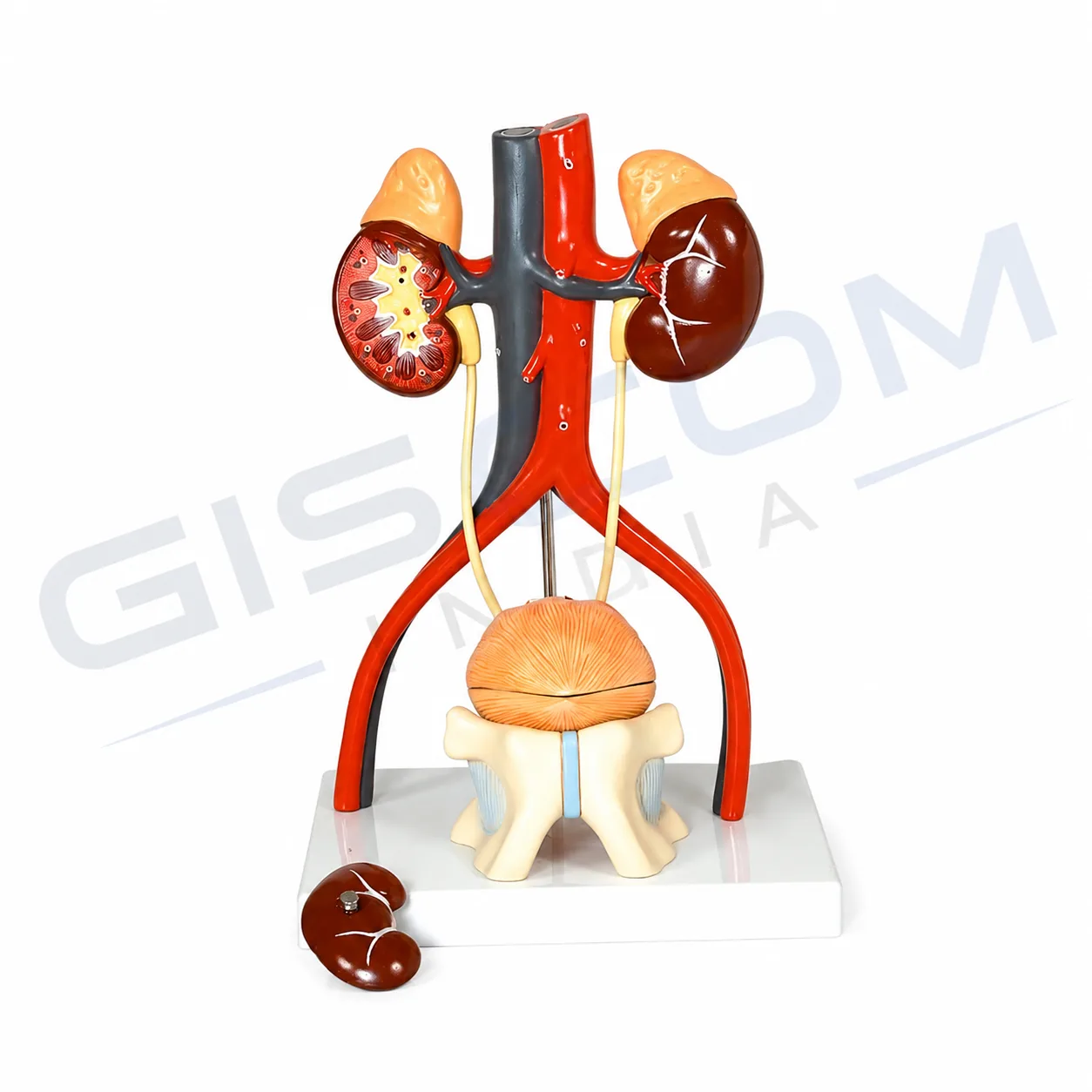 Human Urinary System Model